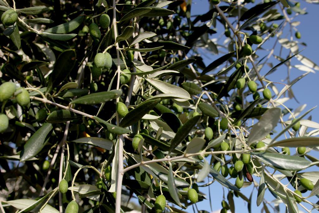 Agricostella Agriturismo Vieste Luaran gambar